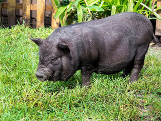 Fat Piglet In a Frild of Green Grass with a Wooden Fence in The Background
