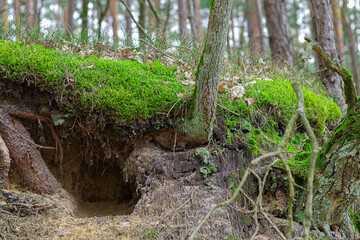 Green moss trees. Forest animal burrow