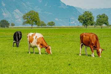 Cow in a green field by the water in Sweden. Cattle grazing in a field. Cows on green grass in a...