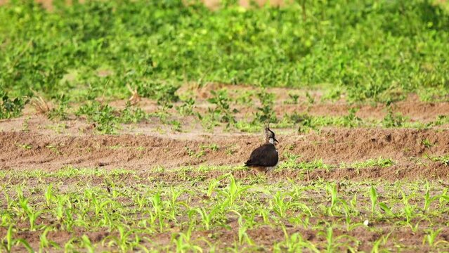 Northern lapwing (Vanellus vanellus), also known as the peewit or pewit, tuit or tew-it, green plover, or (in Britain and Ireland) pyewipe or just lapwing, is a bird in the lapwing subfamily.