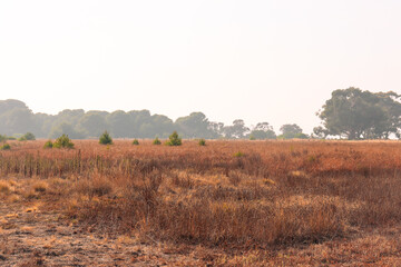 landscape of dry autumn fields in the morning