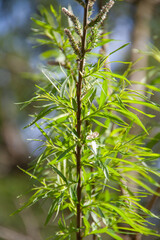 Salix viminalis closeup