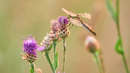Vagrant darter (Sympetrum vulgatum) is European dragonfly. Species takes its English name from its habit of occasionally appearing as rare vagrant north of its range. It breeds in standing water.