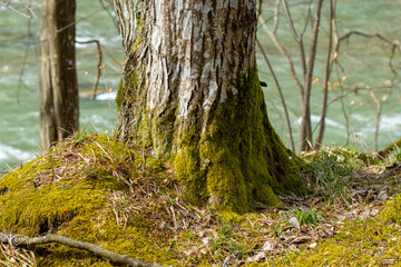 A tree covered with moss against the background of a river