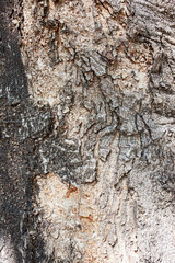 La corteza de un árbol Parrota, textura