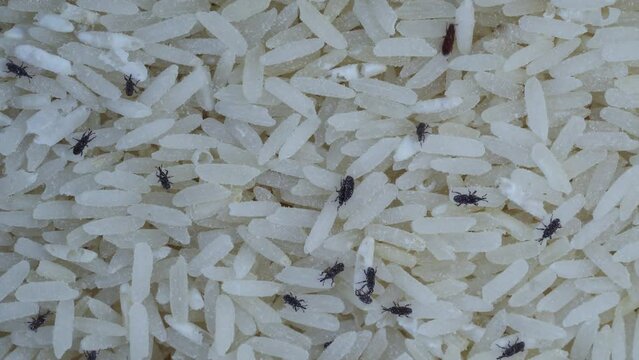 Close up shot of rice weevil on rice, Top view
