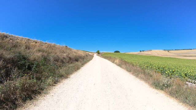 French Way of Saint James - a gravel road through agricultural fields after Rabe de las Calzadas, province of Burgos, Castile and Leon, Spain