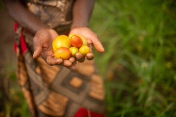 une agricultrice b&eacute;n&eacute;ficiant d'un microfinancement, montrant sa r&eacute;colte de tomates dans les mains