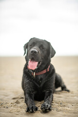 Labrador (black retriever) sticking out his tongue and looking very happy at the camera on the beach in a sunny afternoon with blue sky