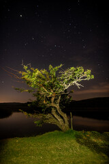 tree under a starry night in the African savannah