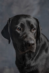 Labrador (black retriever) taking the pose in a studio