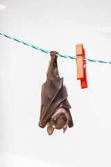 little bat hung upside down on a wire to hang laundry