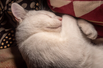 White cat comfortably asleep