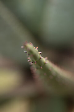 thorns of a cactus close-up