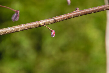 cnob acer platanoides