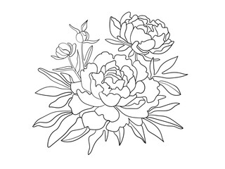 Peonies clipart continuous line art drawing isolated on white background. Peony collection. Vector illustration