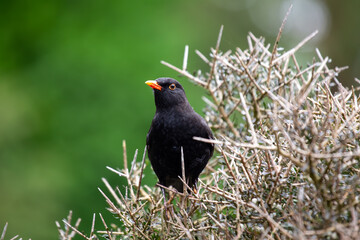 Obraz premium Blackbird (Turdus merula) - Europe, North Africa, and parts of Asia