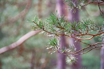 branches of a Scots pine