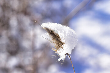 frost on plant