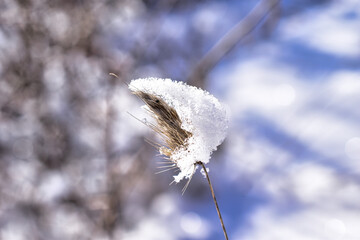 frost on plant