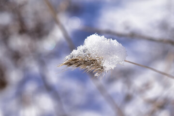 frost on plant