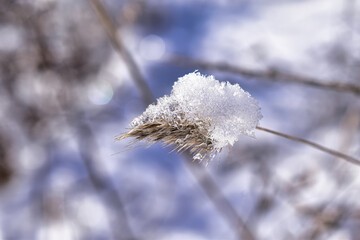 frost on plant