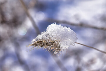 frost on plant
