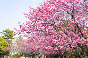 横浜本牧山頂公園の横浜緋桜　満開