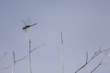 libélula en vuelo