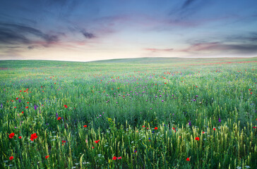 Spring meadow of violet flower. - 772616526