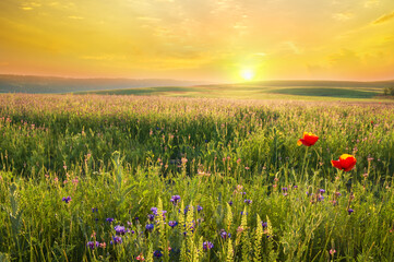 Spring meadow of violet flower. - 772616781