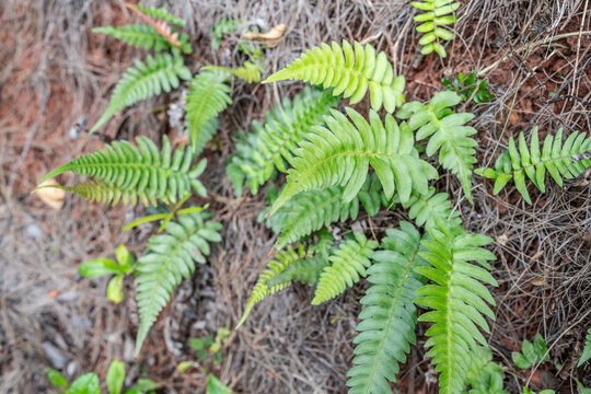 Pu'u Ma'eli'eli Trail, Honolulu Oahu Hawaii. Blechnum appendiculatum is a fern in the family Blechnaceae. Its native range is from the southern United States through Mexico, the Caribbean and Central 