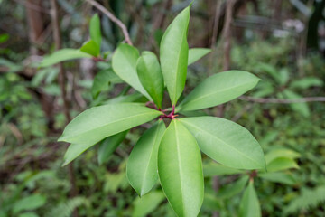 Pu'u Ma'eli'eli Trail, Honolulu Oahu Hawaii.  Ardisia elliptica is an evergreen tree, also known as the shoebutton ardisia, duck's eye and coralberry,