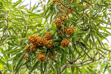 Fototapeta premium Pu'u Ma'eli'eli Trail, Honolulu Oahu Hawaii. Pittosporum pentandrum, Pittosporum is a genus of about 200 species of flowering plants in the family Pittosporaceae.