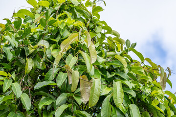 Passiflora laurifolia,  water lemon, Jamaican honeysuckle, golden bellapple, pomme liane. orange...