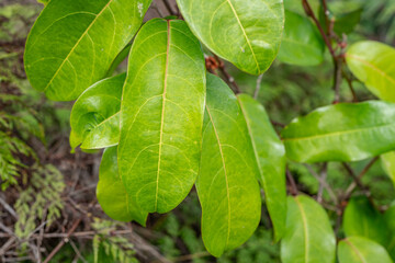 Passiflora laurifolia,  water lemon, Jamaican honeysuckle, golden bellapple, pomme liane. orange...