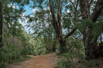 Fototapeta premium Casuarina equisetifolia, coastal she-oak, horsetail she-oak, ironwood, beach sheoak, beach casuarina or whistling tree. Pu'u Ma'eli'eli Trail, Honolulu Oahu Hawaii.
