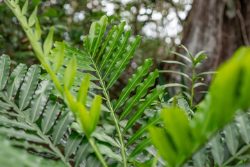 Pu'u Ma'eli'eli Trail, Honolulu Oahu Hawaii.  Filicium decipiens, called the ferntree, fern tree or fern leaf tree, is a species of Filicium found in east Africa, Madagascar, India and Sri Lanka. 