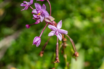 Spathoglottis plicata, commonly known as the Philippine ground orchid, or large purple orchid.  Pu'u Ma'eli'eli Trail, Honolulu Oahu Hawaii.