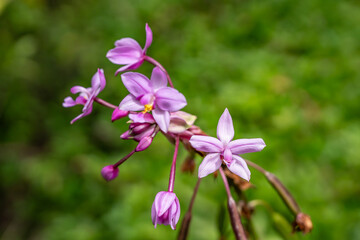 Fototapeta na wymiar Spathoglottis plicata, commonly known as the Philippine ground orchid, or large purple orchid. Pu'u Ma'eli'eli Trail, Honolulu Oahu Hawaii.