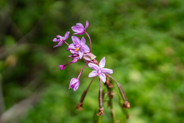 Spathoglottis plicata, commonly known as the Philippine ground orchid, or large purple orchid.  Pu'u Ma'eli'eli Trail, Honolulu Oahu Hawaii.