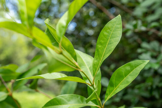 Citharexylum caudatum. Pu'u Ma'eli'eli Trail, Honolulu Oahu Hawaii. Citharexylum is a genus of flowering plants in the verbena family, Verbenaceae. fiddlewoods or zitherwoods.

