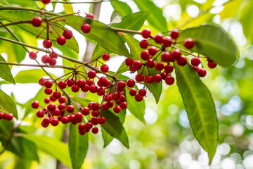 Pu'u Ma'eli'eli Trail, Honolulu Oahu Hawaii. Ardisia crenata is a species of flowering plant in the primrose family, Christmas berry, Australian holly, coral ardisia, coral bush, coralberry,