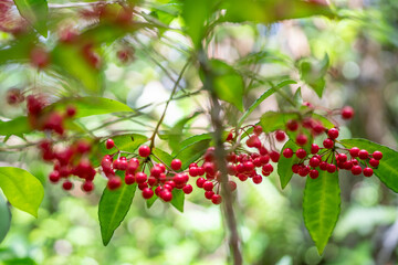 Pu'u Ma'eli'eli Trail, Honolulu Oahu Hawaii. Ardisia crenata is a species of flowering plant in the primrose family, Christmas berry, Australian holly, coral ardisia, coral bush, coralberry,