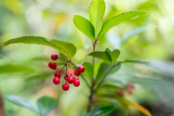 Pu'u Ma'eli'eli Trail, Honolulu Oahu Hawaii. Ardisia crenata is a species of flowering plant in the primrose family, Christmas berry, Australian holly, coral ardisia, coral bush, coralberry,