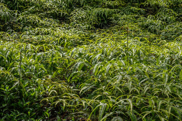Dicranopteris linearis is a common species of fern known by many common names, including Old World forked fern, uluhe (Hawaiian), and dilim (Filipino).  Pu'u Ma'eli'eli Trail, Honolulu Oahu Hawaii.