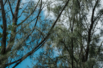 Fototapeta premium Casuarina equisetifolia, coastal she-oak, horsetail she-oak, ironwood, beach sheoak, beach casuarina or whistling tree. Pu'u Ma'eli'eli Trail, Honolulu Oahu Hawaii. 