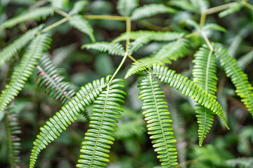 Dicranopteris linearis is a common species of fern known by many common names, including Old World forked fern, uluhe (Hawaiian), and dilim (Filipino).  Pu'u Ma'eli'eli Trail, Honolulu Oahu Hawaii.