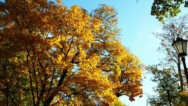 Tree with yellow leaves in fall