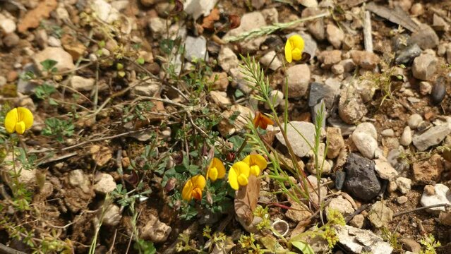 Lotus tetraphyllus